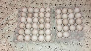 Lal ördək yumtası tam mayalı Erkeylərin Bir Temiz qan lavanda Obiri