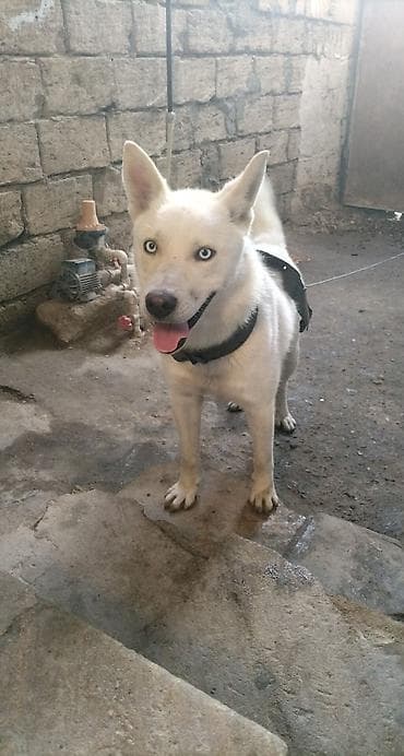 Xaski, 6 ay, Erkek