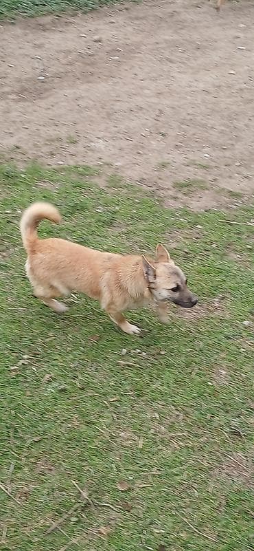 heyvan meymun: Çixuahua, 10 ay, Erkek — 2