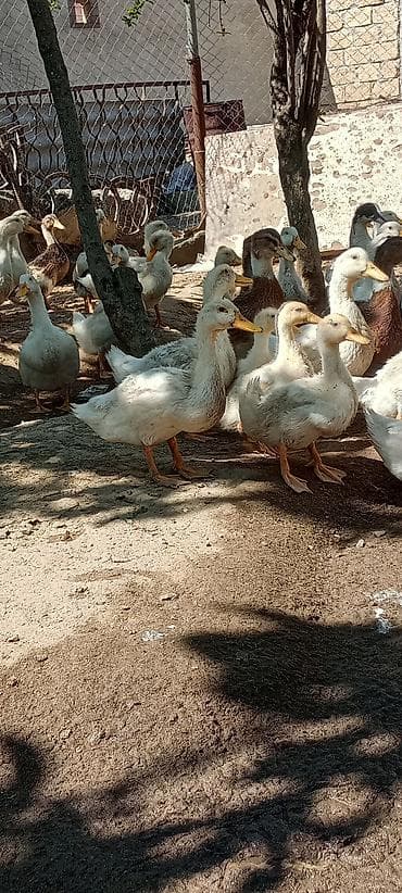 doberman bala: Ördek balaları – qarışıq rəngli və cinslər - Təsvir: Həyət şəraitində — 7