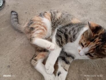 купить домик для кота: Самец, В добрые руки, Доставка в районы — 3