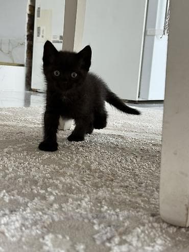 lələkli heyvanlar: Dişi, Yaxşı əllərə — 5