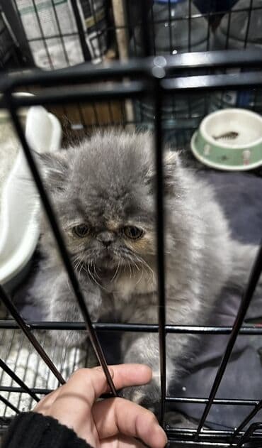 pers pişiy: Pers pişiy balası,dişi,2 aylığ — 2