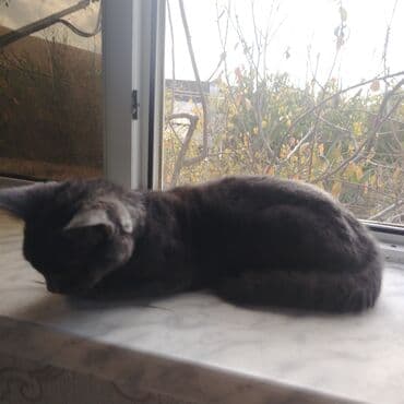 ingilis setter it cinsinin digər adı: Britan, Erkək, Yaxşı əllərə, Ünvandan götürmə — 3