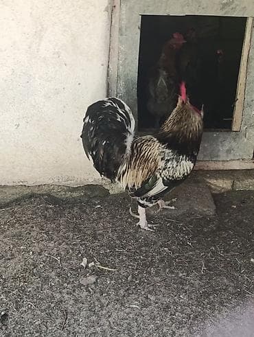 avstroluq xoruz: Yerlikənd toyuqçuluğu üçün xoruz - Növ: yerli damazlıq xoruz - Rəng — 1