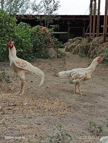 satdig quslar: Ağ rəngli xoruz 11 aylig xoruz du heç bir prablemi yoxdu vaksinləri — 8