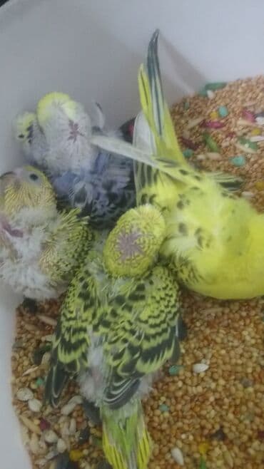 попугай ара цена: Попугаи — 22