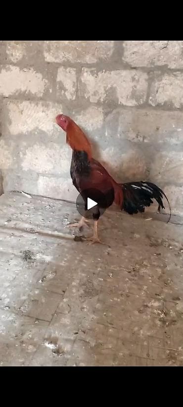 satdiq danalar: Xoruz, il: 1, Ödənişli çatdırılma — 7