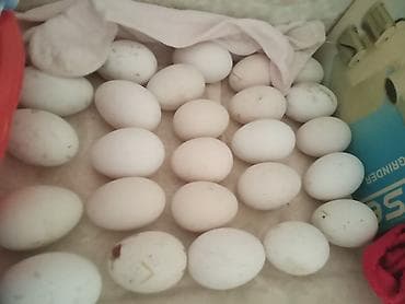 quş qovan: Məhsul: Qaz yumurtaları Təsvir: - Həyətdə saxlanılan qazlardan — 1