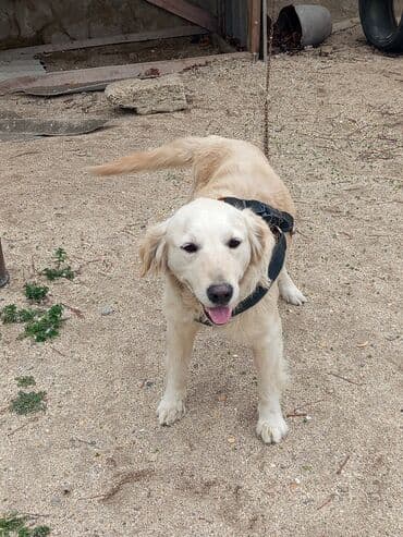 Labrador-retriver, 1 il, Dişi, Peyvəndli, Ünvandan götürmə