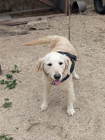 doberman iti: Labrador-retriver, 1 il, Dişi, Peyvəndli, Ünvandan götürmə — 1