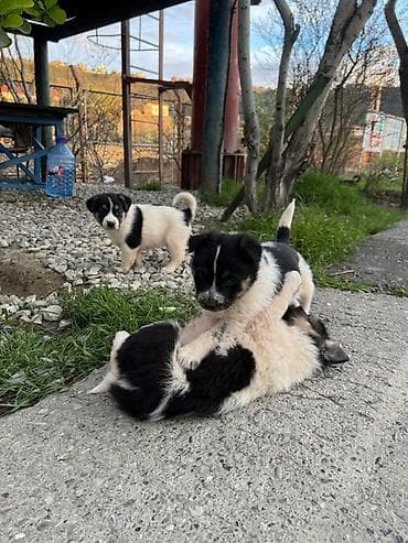 zvanok itlər: Peyvəndli — 4