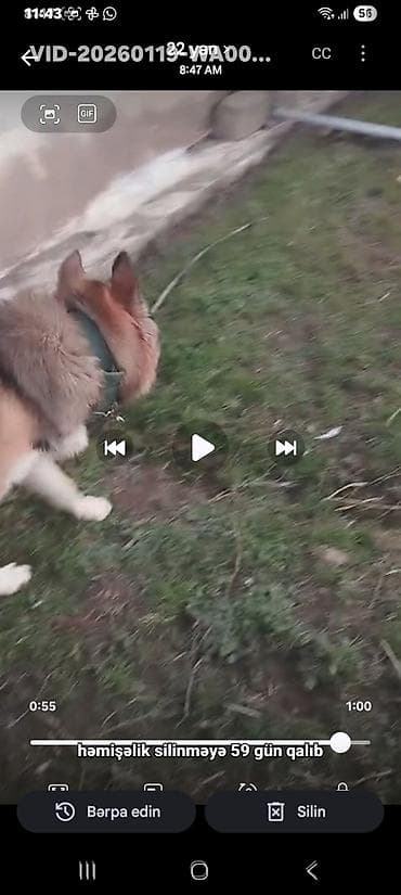 heyvanlara verilən xüsusi adlar: 1 ay — 2