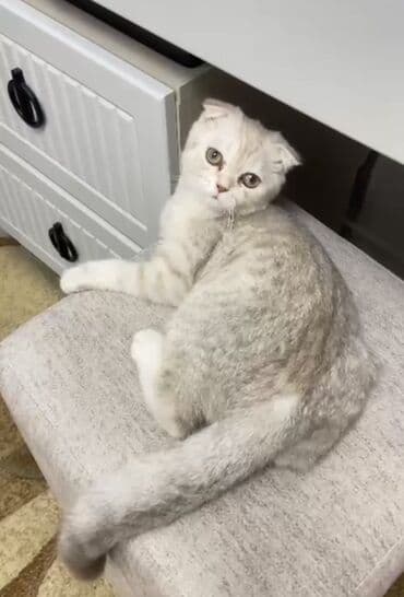 scottish pişik: Şotland yastı qulaq, Erkək, Ödənişli çatdırılma, Ünvandan götürmə — 1