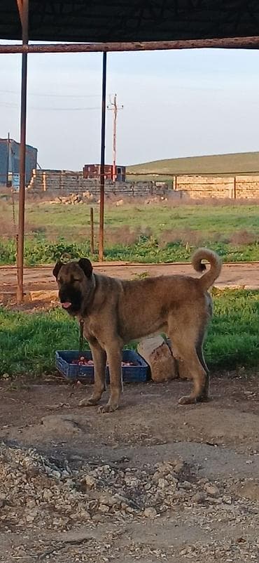 afçarka itlər: Kanqal, 2 il, Erkek, Peyvəndli, Ödənişli çatdırılma — 3