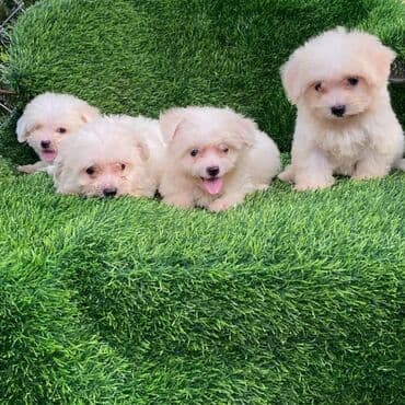 йоркширский терьер цена баку: Джек-рассел-терьер, 2 месяца, Самка — 2