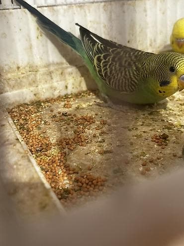 danışan quşlar: Adi papuqaylar 12 çexlə qarışıqlar 14dən satılır fərqli rənglər var — 2