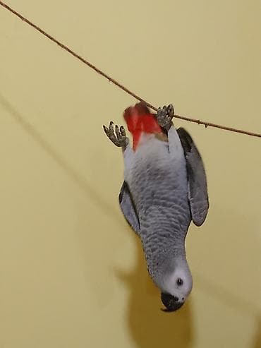 Heyvanlar üçün mallar: Şirin - dəcəl jako balası .Danışıroynağan quşdur .Qoyduğum qiymət — 1