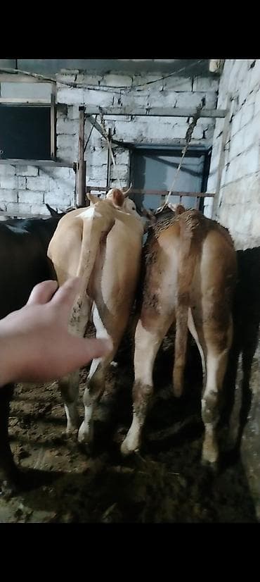 Inəklər, öküzlər: Salam aleykum 2 side cavan düyedi maşallah olsun super düyelerdi 2 — 4