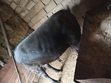 cuce ve xoruz: Qara rəngli erkək dananın satışı - Növ: yerli mal-qara, erkək dana - — 4