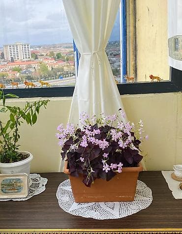 gubre: Oxalis Triangularis Bənövşəyi Üçyarpaq Yonca Yuxu Kəpənək Gülü Asan — 3