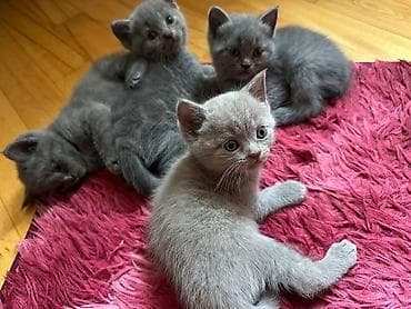 kangal sekilleri: Erkək, Dişi, Yaxşı əllərə, Ünvandan götürmə, Pulsuz çatdırılma, Ödənişli çatdırılma — 3