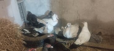 Gəmiricilər: Həm kəsilməli həm də damazlıq lal ördəklər.Qiymətlər ölçülərinə görə — 5