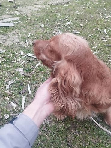 кокер спаниель: Кокер спаниель, Самка, Платная доставка — 7