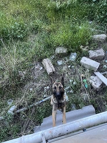 mış heyvan: Belçika çoban iti — 2