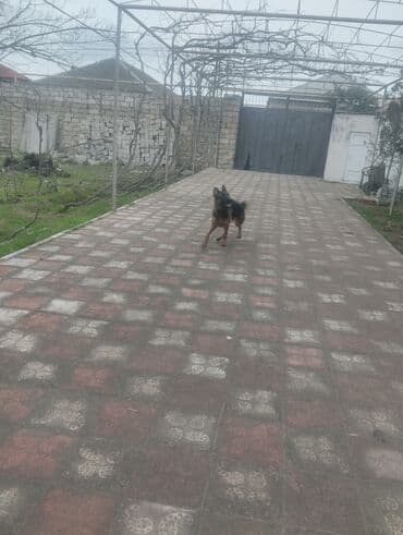 it yuvası: Alman çoban iti, 3 il, Dişi — 7