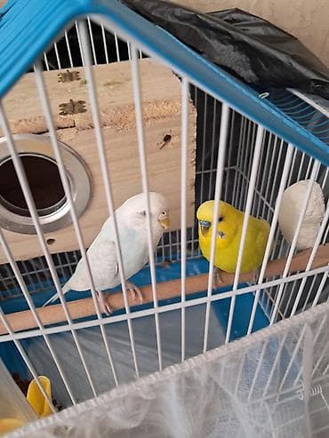 rengli quslar: Dalmatin və sarı rəngli iki dalğıç papağanla birlikdə tam dəst quş — 3