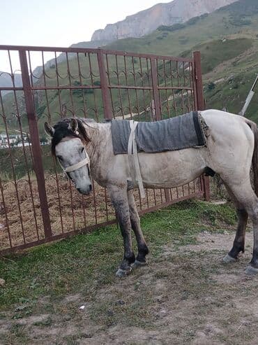 at yehəri: Erkək, il: 4 — 5