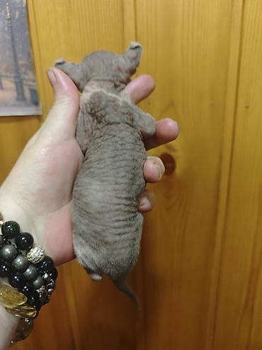 heyvan: Котята сфинкс эльфы.есть так же прямоушки.принимается бронь на котят.2 — 10
