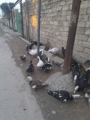 Muscovy ördəkləri (indoutka) – müxtəlif rənglərdə sürü - Şəkillərdə