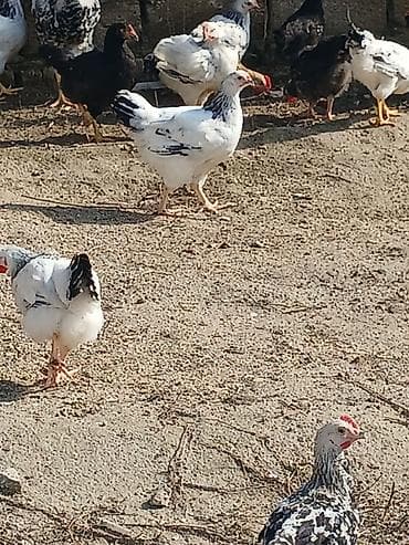 simental inekler azerbaycanda: ‼️ Təcili Satılır ‼️ 53 ədəd tam sağlam 4.ay yarımlıq colpalar — 5