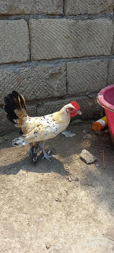 toyuğ: Toyuq, Damazlıq — 6