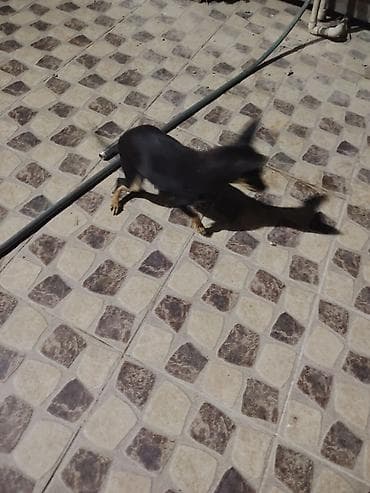 husky iti: Miniatür pinçer, 2 il — 1