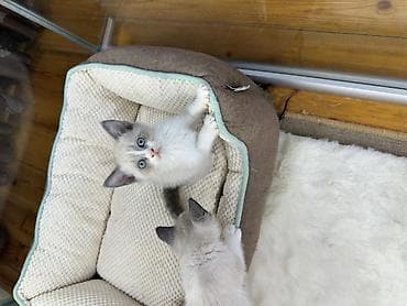 coban it adlari: Şotland — 7