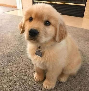 dişi atlar: Labrador-retriver, 2 ay, Dişi — 2