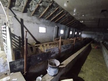 sekide tecili satilan evler sekide satilan ev ve torpaq: Ferma/təsərrüfat sahəsi40 baş iri buynuzlu heyvan saxlanılması üçün — 8