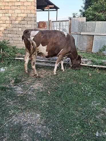 inek yemleri: Dişi, Simental, il: 6, Südlük, Ünvandan götürmə — 1