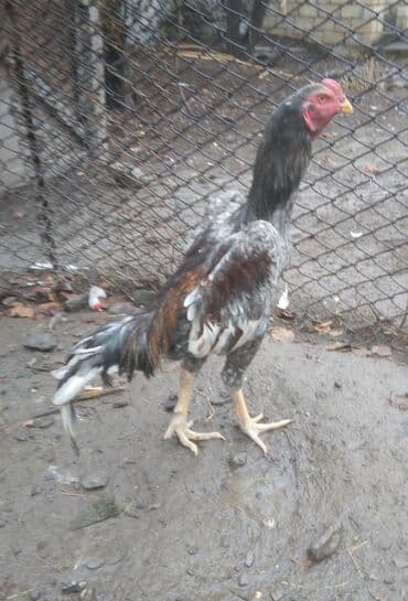 Cücələr: Təsviri: - Şəkillərdə uzunboyun, hündür ayaqlı döyüş tipli xoruz — 1