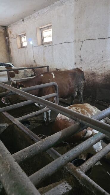 sort inəklər: Südlük inəklər – ferma təsərrüfatı üçün - Rəngləri: alaca qəhvəyi‑ağ — 2