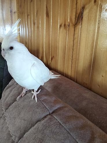 quş hini: Albinos tam öyredilmiş 14 aylığ dişi korela Ağ rəngli cockatiel (nimfa — 2