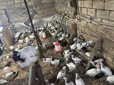 Heyvanlar: Toyuq, Brama, Damazlıq, Ödənişli çatdırılma — 2