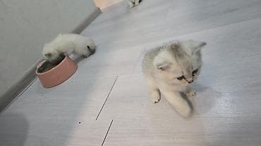 pişik britan: Britan, Erkək, Dişi, Yaxşı əllərə, Ünvandan götürmə, Ödənişli çatdırılma — 7