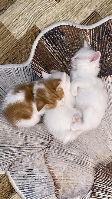 kirpi heyvan: Yaxşı əllərə — 4