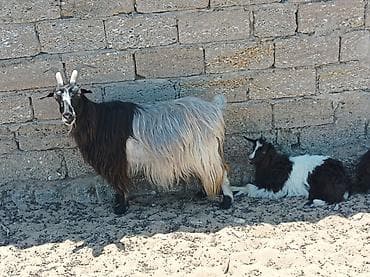 cins it: Məhsul: Keçi və balası Təsvir: - Uzun, ipək kimi parlaq tük örtüyünə — 1