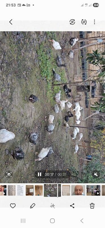 Digər kənd təsərrüfatı heyvanları: Dişi, | Lal ördək, Ətlik — 1