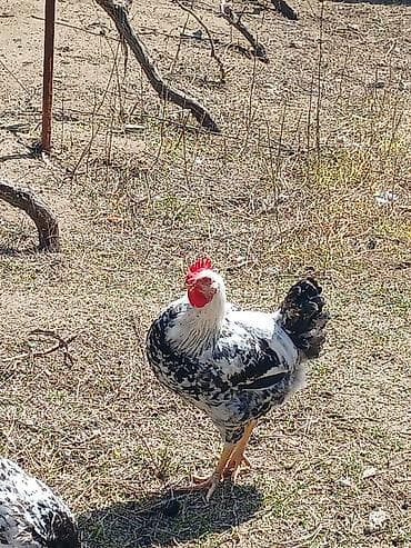 Quş əti: Toyuq, Damazlıq, Ünvandan götürmə — 8